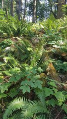 Actaea elata