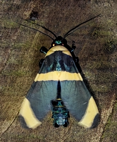 Viviennea ardesiaca