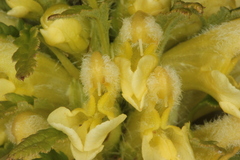Pedicularis foliosa