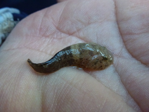Stippled clingfish (Gobiesox punctulatus) — Gobiesocidae — 3