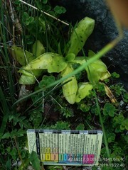 Pinguicula grandiflora