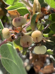 Arctostaphylos crustacea