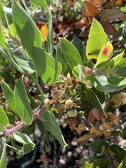 Arctostaphylos crustacea
