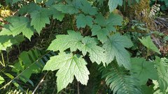Actaea elata