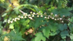 Actaea elata