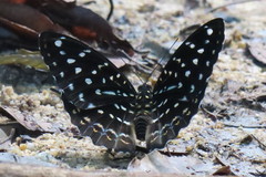 Lexias dirtea
