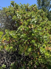 Arctostaphylos pallida