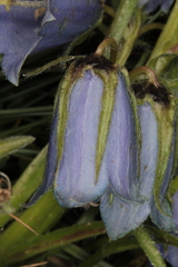 Campanula alpina