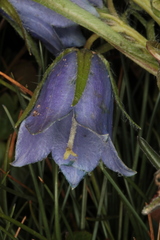 Campanula alpina