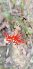 Silene laciniata laciniata