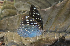 Lexias dirtea