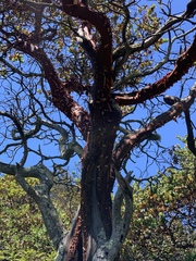Arctostaphylos pallida