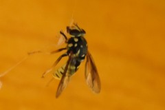 Temnostoma alternans