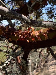 Arctostaphylos pallida