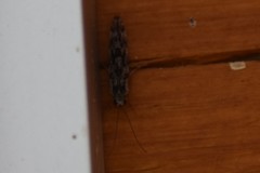 Agraylea multipunctata