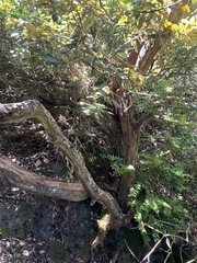 Arctostaphylos pallida