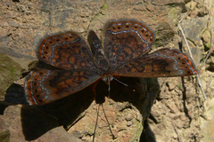 Calephelis borealis
