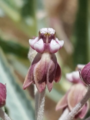 Asclepias brachystephana