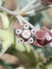 Asclepias brachystephana