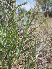 Asclepias brachystephana