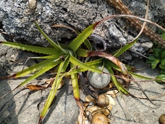 Mammillaria albilanata tegelbergiana