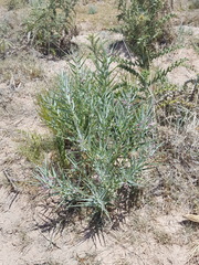 Asclepias brachystephana