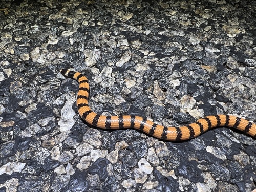 Photo of a Northern Desert Banded Snake (Simoselaps anomalus)