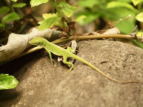 Anolis carolinensis observed 2024-11-10