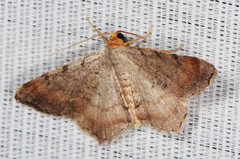 Macaria minorata