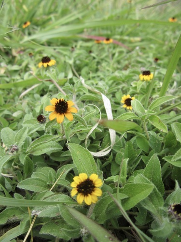 Image of Sanvitalia procumbens by no rights reserved