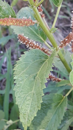 Acalypha communis (Acalypha communis)