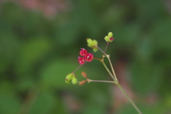 Boerhavia coccinea