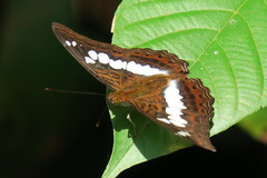 Moduza procris milonia