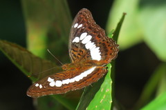 Moduza procris milonia