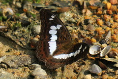 Moduza procris milonia