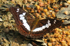 Moduza procris milonia