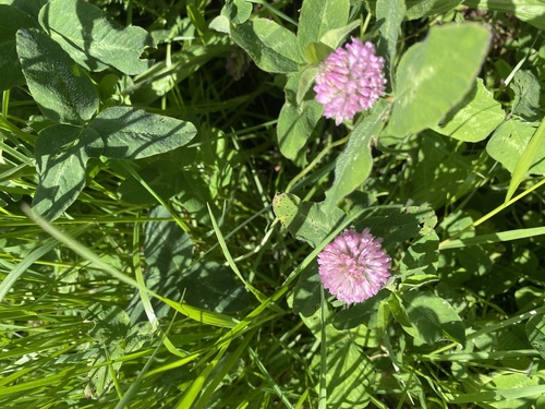 Trifolium pratense