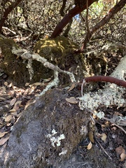 Arctostaphylos crustacea