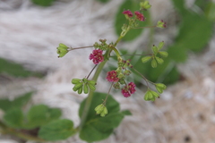 Boerhavia coccinea