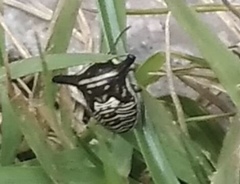 Alcimocoris japonensis