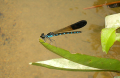 Heliocypha perforata