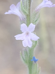 Verbena plicata