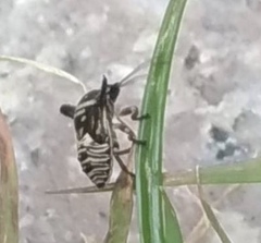 Alcimocoris japonensis