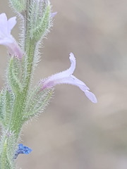Verbena plicata