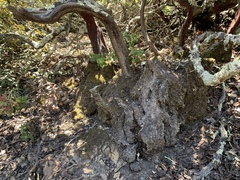 Arctostaphylos crustacea