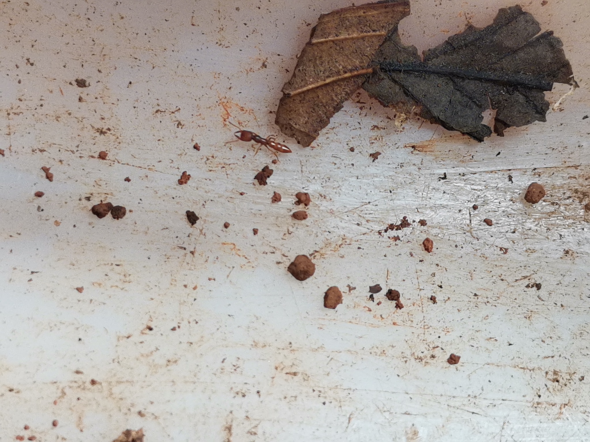 Stigmatomma octodentatum