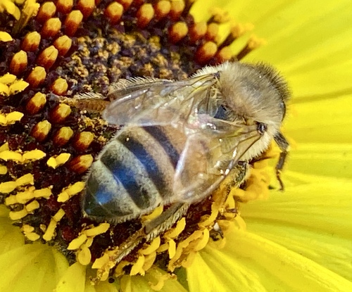 iNaturalist observation photo of Western Honey Bee
