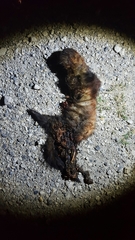 Mustela putorius