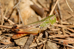 Stenobothrus fischeri