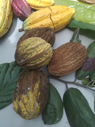 Image of Theobroma bicolor by no rights reserved